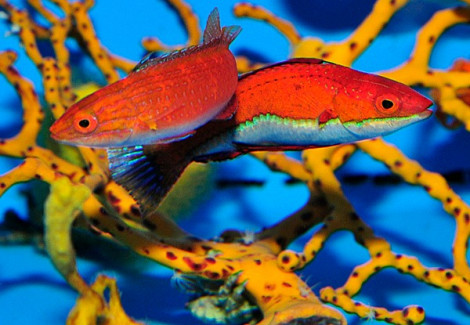 Cirrhilabrus Rubeus (Pair) Ml