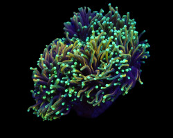Euphyllia Glabrescens (Dragon Soul) (P/H) Xs