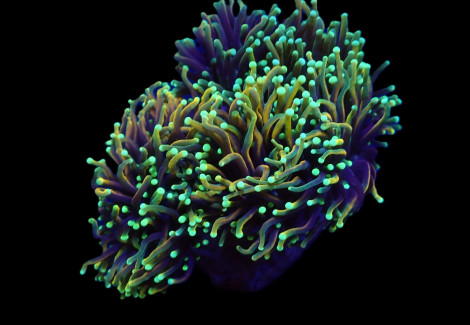 Euphyllia Glabrescens (Dragon Soul) (P/H) Xs