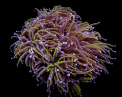 Euphyllia Glabrescens (Hellfire) (P/H) Xs