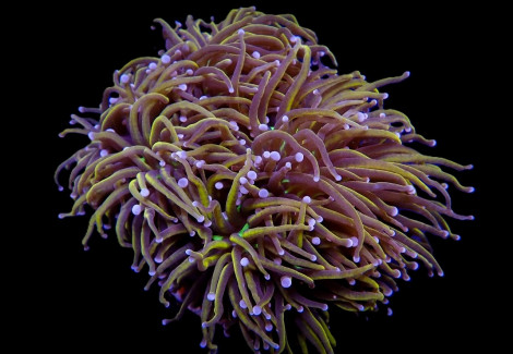 Euphyllia Glabrescens (Hellfire) (P/H) Xs