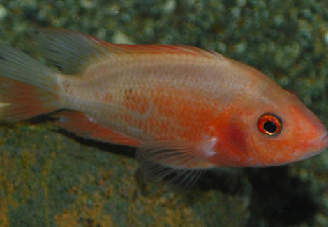 Cichlasoma Citrinellum S/M