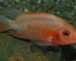 Amphilophus Citrinellus Solantinames L