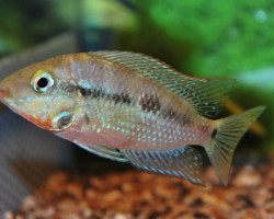 Thorichthys Meeki S