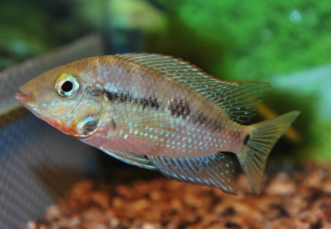 Thorichthys Meeki S