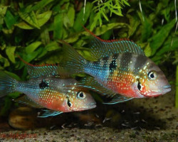 Thorichthys Ellioti M