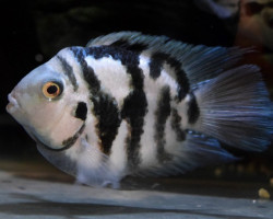 Cichlasoma Nigrofasciatum Coral Blue  M