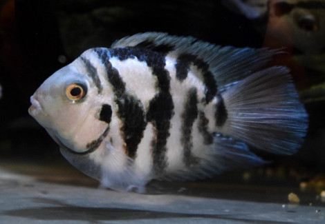 Cichlasoma Nigrofasciatum Coral Blue  M