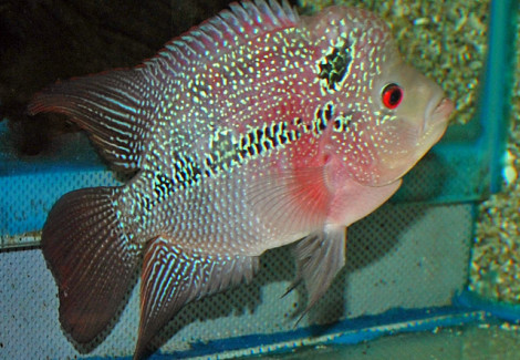 Cichl./Flower Horn Red Pearl M (8-10Cm)