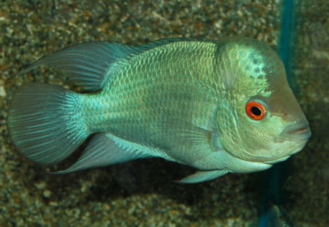 Cichlasoma/Flowerhorn Blue Diamond S/M