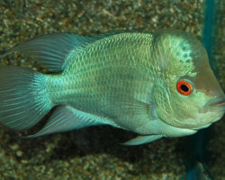 Cichlasoma/Flowerhorn Blue Diamond M