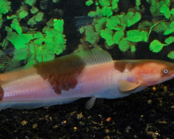 Clarias Batrachus Spotted M