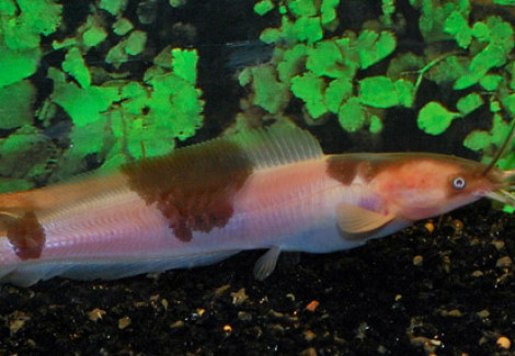 Clarias Batrachus Spotted M
