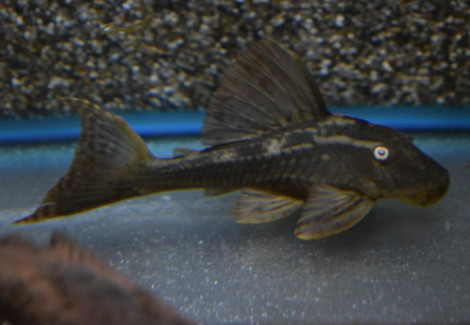 L137 Hypostomus Soniae M