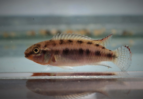 Congochromis Sabinae M