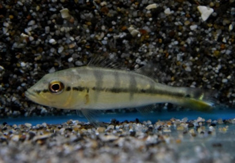 Cichla Piquiti S/M