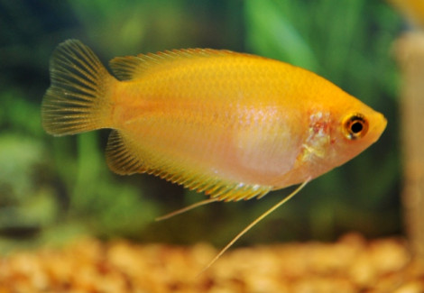 Trichogaster Chuna Gold L