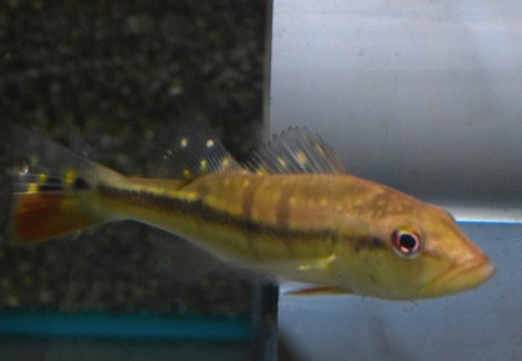 Cichla Temensis S/M