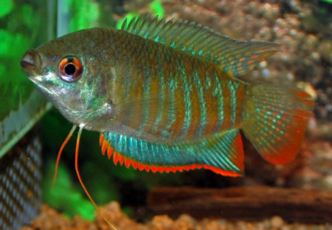 Trichogaster Fasciata M