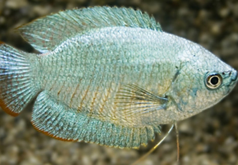Trichogaster Lalius Cobalt (Maschi E Femmine) M