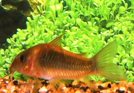 Corydoras Aeneus Orange Venezuela S