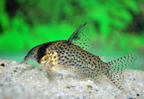 Corydoras Kanei M