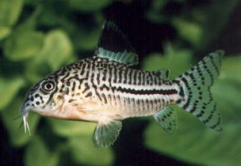 Corydoras Julii M/L
