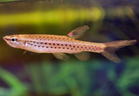 Copella Nattereri L