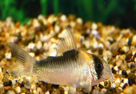 Corydoras Adolfoi L
