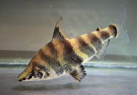 Abramites Hypselonotus Xl