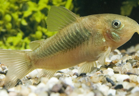 Corydoras Aeneus L