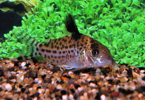 Corydoras Ambiacus S/M
