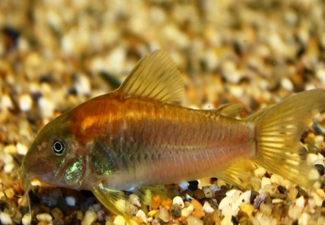 Cor. Aeneus Peru Gold-Stripe L