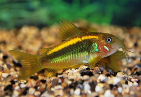 Corydoras Sp. Orange Laser S/M