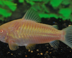 Corydoras Aeneus Albino S
