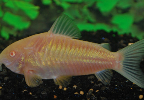 Corydoras Aeneus Albino S