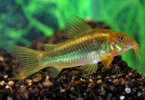 Corydoras Aeneus Peru Green Stripe M/L