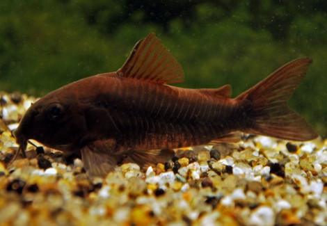Corydoras Aeneus Black Venezuela M