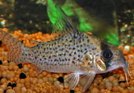 Corydoras Sp. Rio Negro L