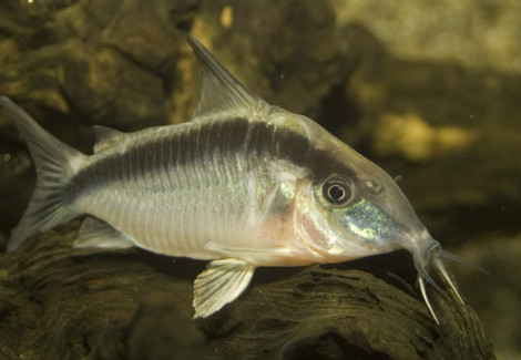 Corydoras Arcuatus S/M