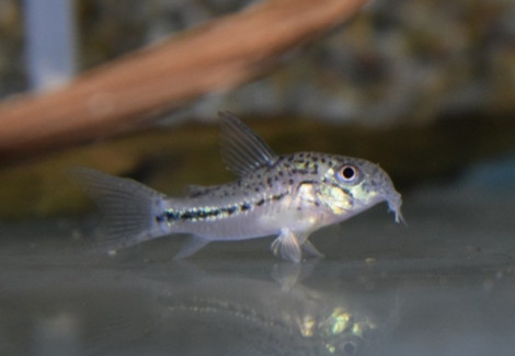 Corydoras Sp. C91 M