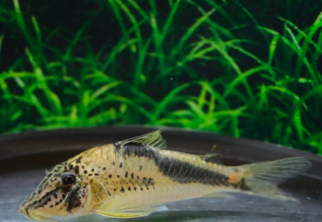 Corydoras Fowleri Xl