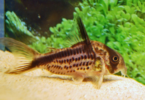 Corydoras Axelrodi L