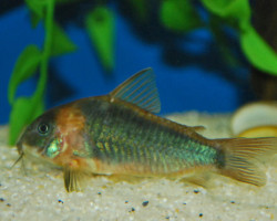 Corydoras Eques L