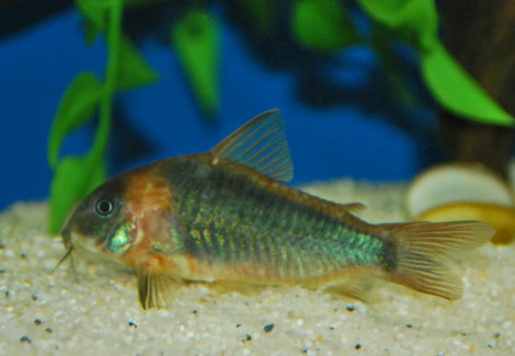 Corydoras Eques L