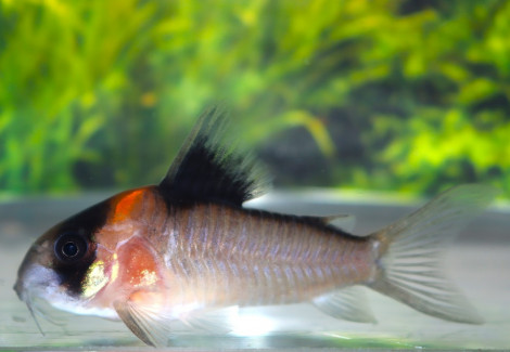 Corydoras Sp. C121 L
