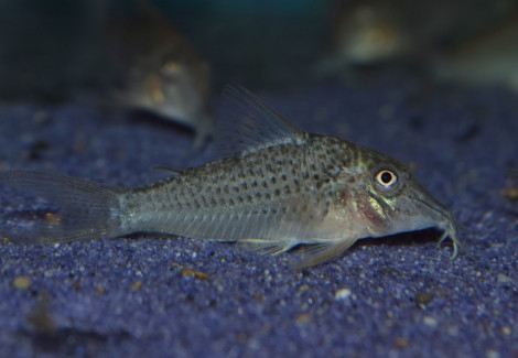 Corydoras Cervinus M