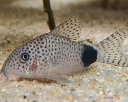 Corydoras Caudimaculatus M