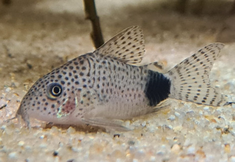 Corydoras Caudimaculatus M