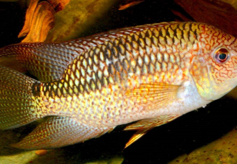 Aequidens Superomaculatum S/M